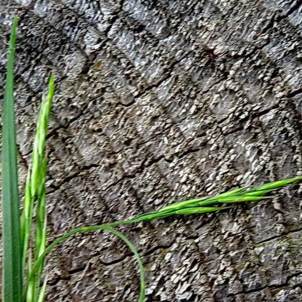 Elymus repens Flower