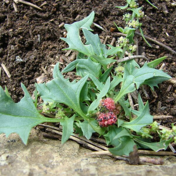 Atriplex patula Лист