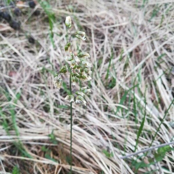 Hierochloe odorata Flower