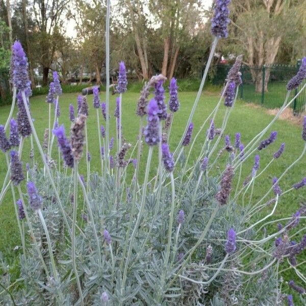 Lavandula dentata Hostoa