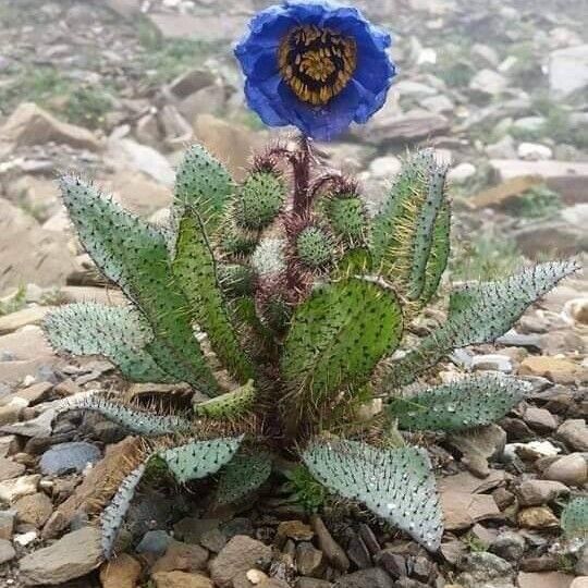 Meconopsis horridula Flor