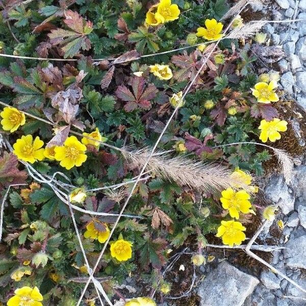 Potentilla reptans പുഷ്പം