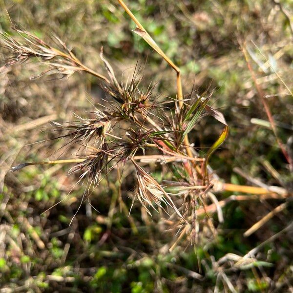 Themeda quadrivalvis Кветка