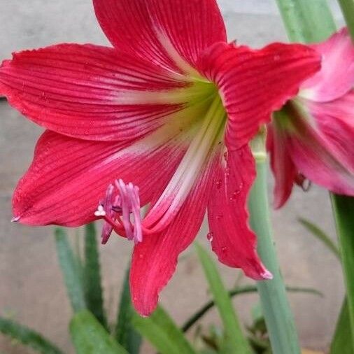 Hippeastrum striatum Flors