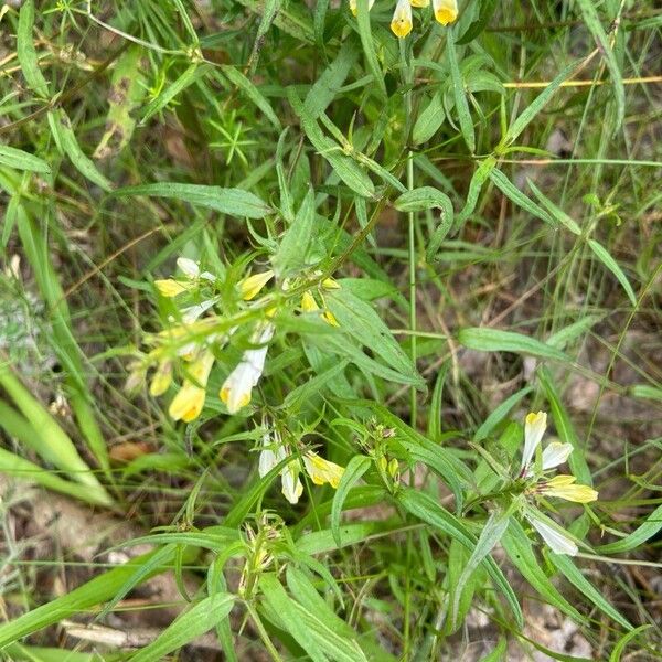 Melampyrum pratense Flower