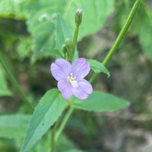 Epilobium parviflorum Blodyn