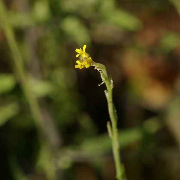 Sisymbrium officinale फूल