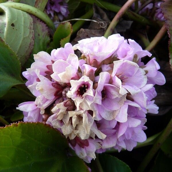 Bergenia crassifolia Кветка