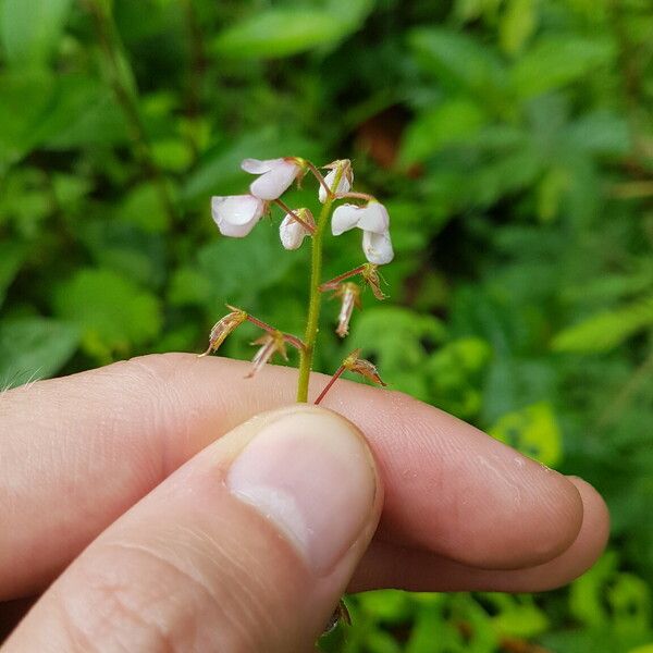 Grona adscendens പുഷ്പം