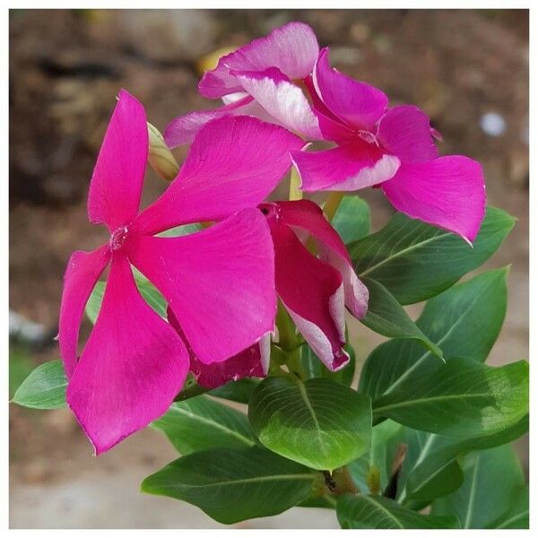 Catharanthus roseus Flor