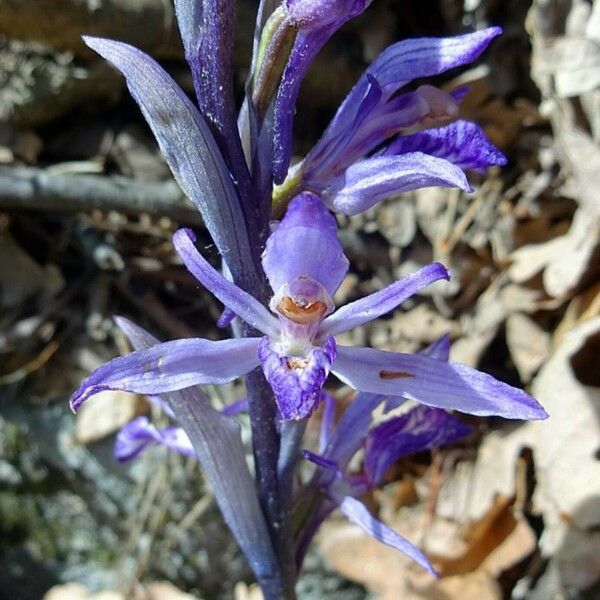 Limodorum abortivum Flower