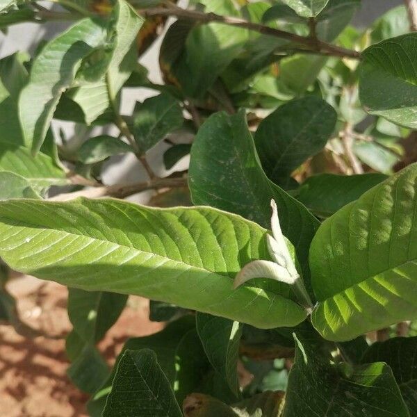 Psidium guajava Levél