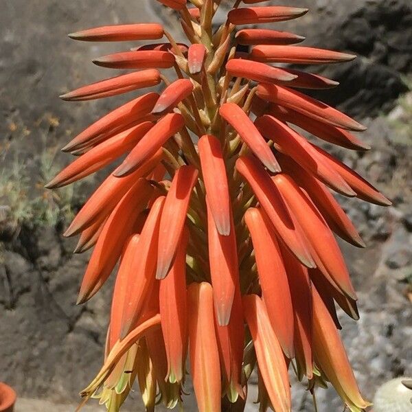 Aloe brevifolia Цвят