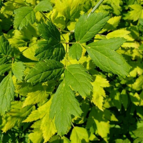 Actaea racemosa 葉