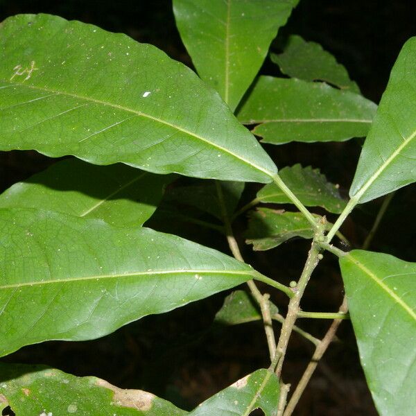 Mayna odorata Leaf