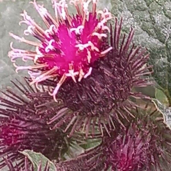 Arctium minus Flower