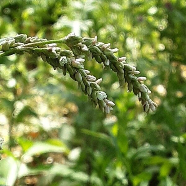 Persicaria lapathifolia Blomma