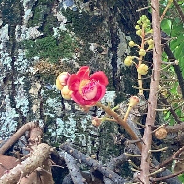 Couroupita guianensis Kwiat