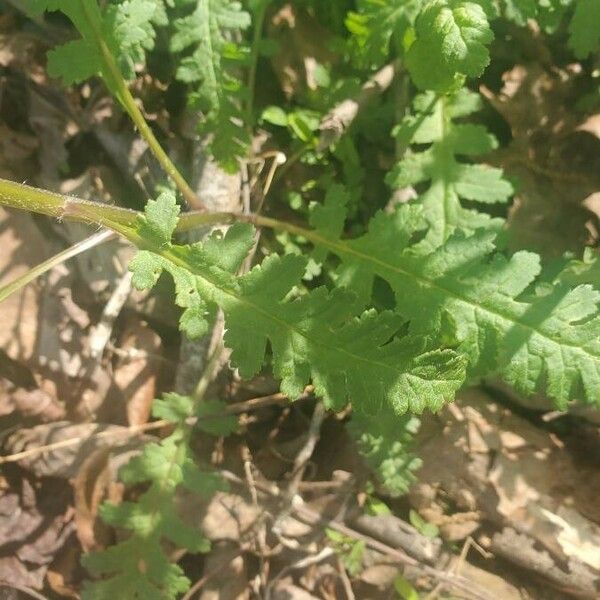 Pedicularis canadensis Fulla