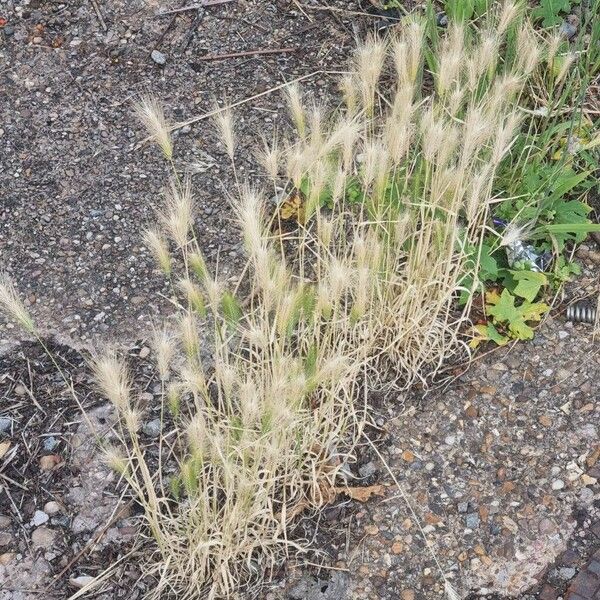 Hordeum murinum 整株植物