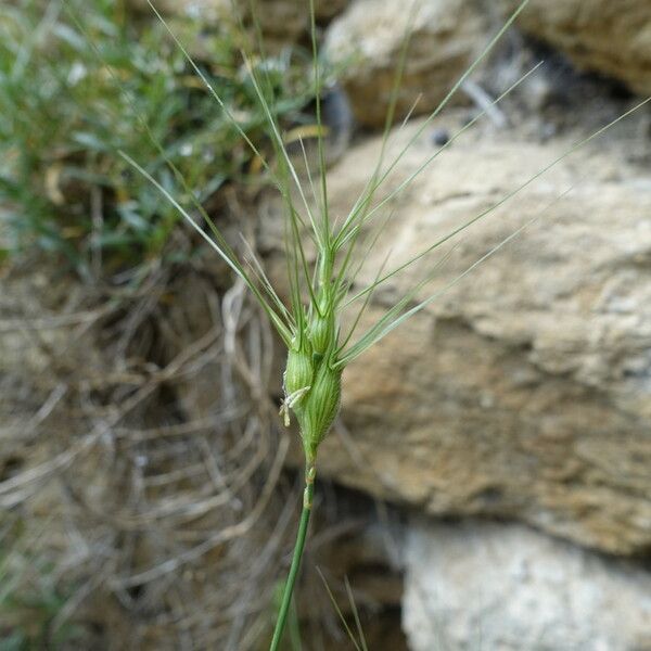 Aegilops neglecta Blüte