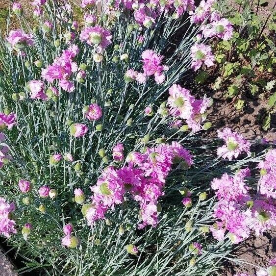 Dianthus plumarius Flor