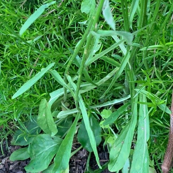 Campanula patula Листок