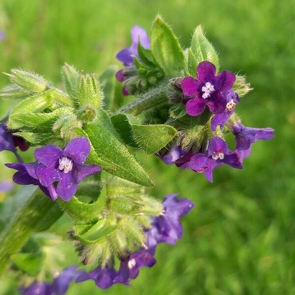 Anchusa officinalis Flower