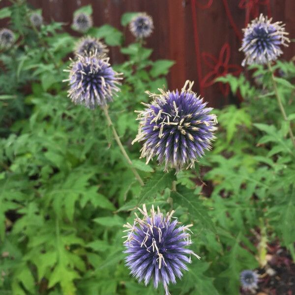 Echinops ritro Кветка