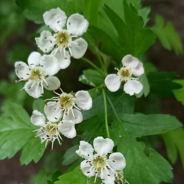 Crataegus monogyna Flower