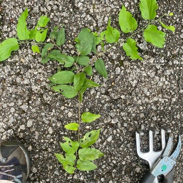 Celtis laevigata Blatt