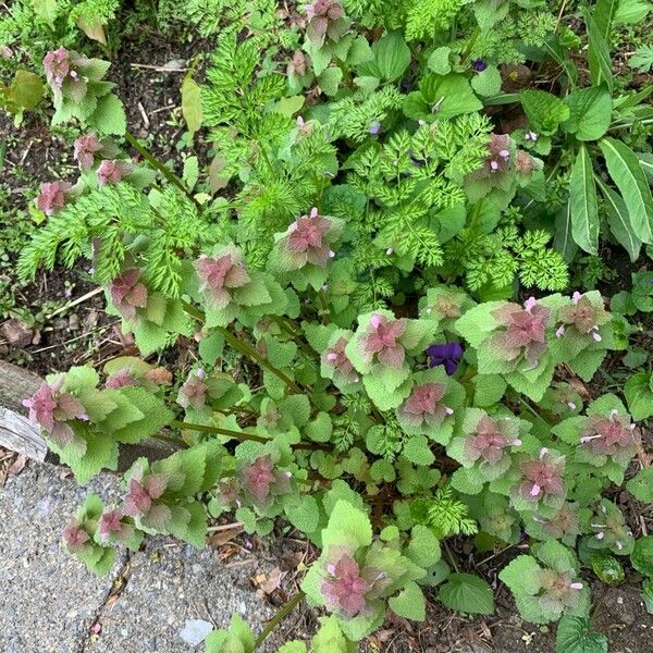 Lamium purpureum Blad