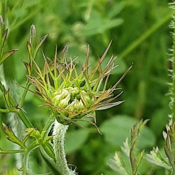 Ammi majus Flower