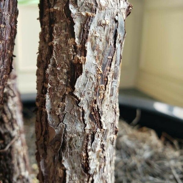 Ficus lyrata Bark