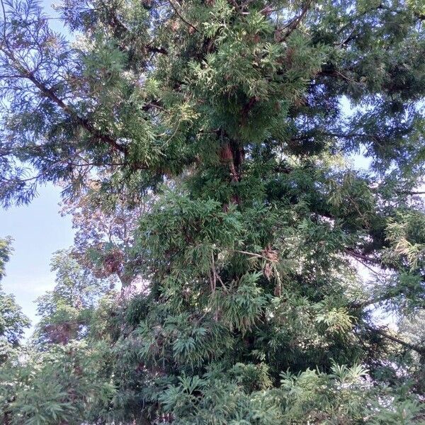 Cryptomeria japonica Hábito