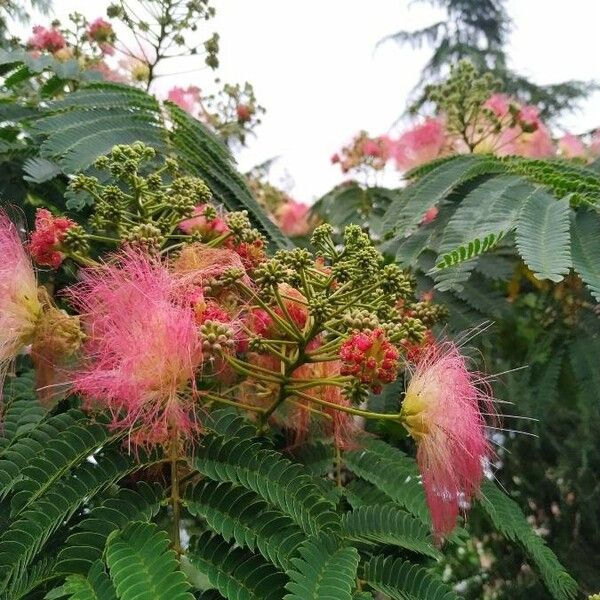 Albizia julibrissin Кветка