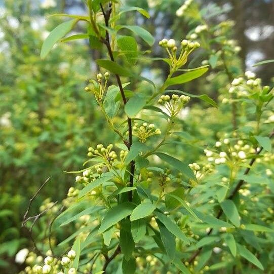 Spiraea cantoniensis Прочее