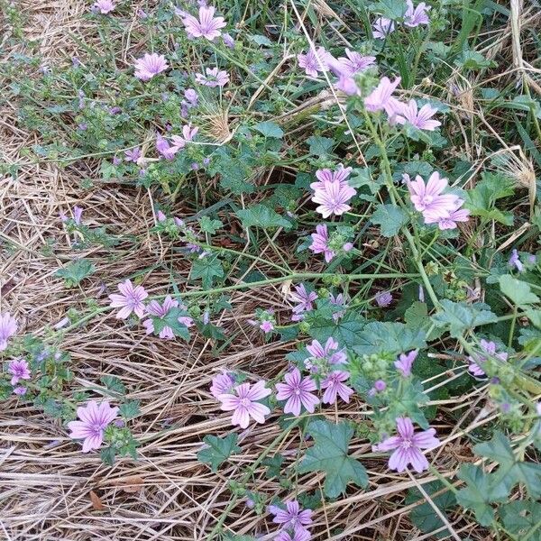 Malva sylvestris Характер