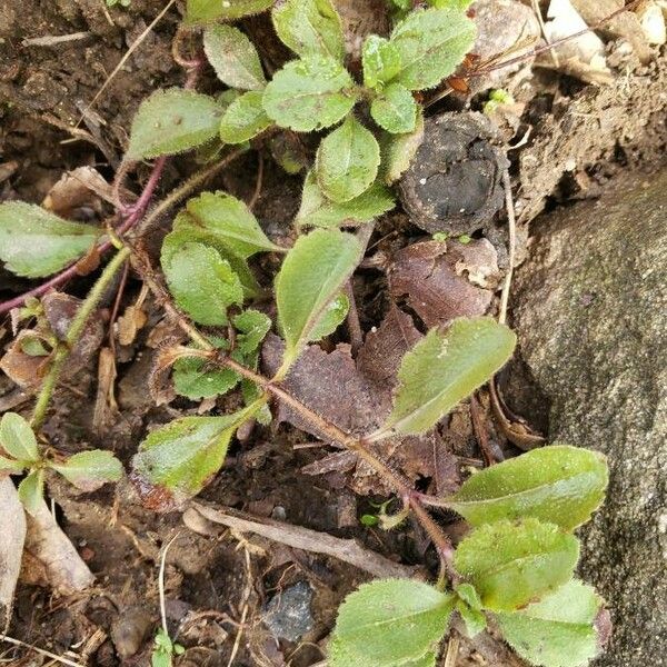 Veronica officinalis Frunză