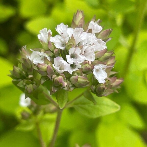 Origanum vulgare Цвят