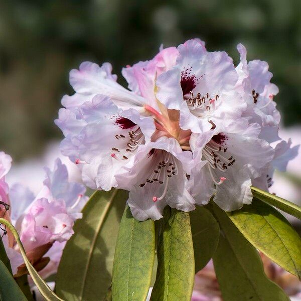 Rhododendron praevernum Flower
