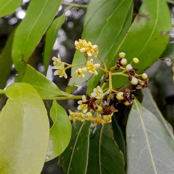 Nectandra grandiflora ᱵᱟᱦᱟ