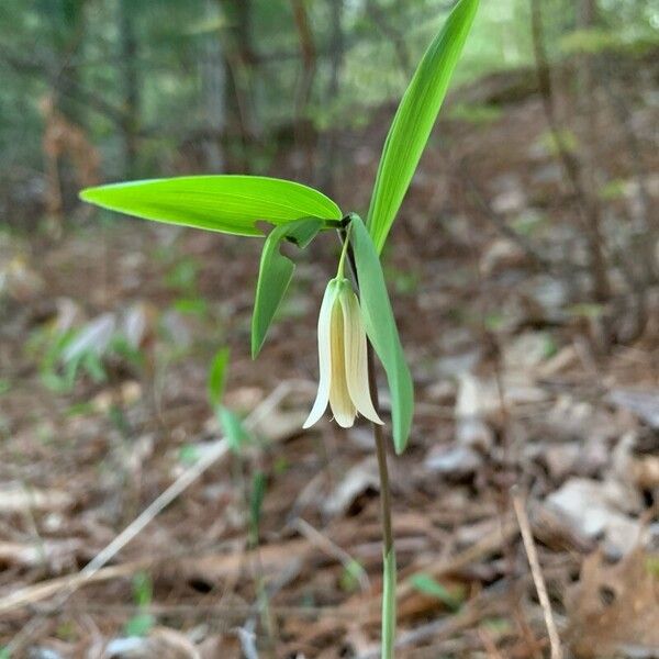 Uvularia sessilifolia Kvet