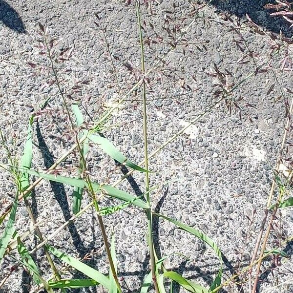 Eragrostis minor Συνήθη χαρακτηριστικά