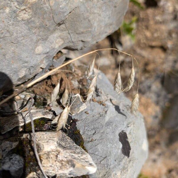 Bromus squarrosus ഫലം