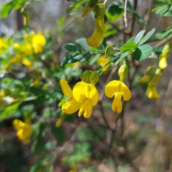 Hippocrepis emerus Floro