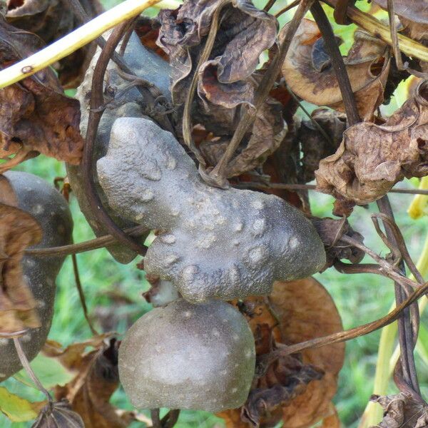 Dioscorea bulbifera Frucht