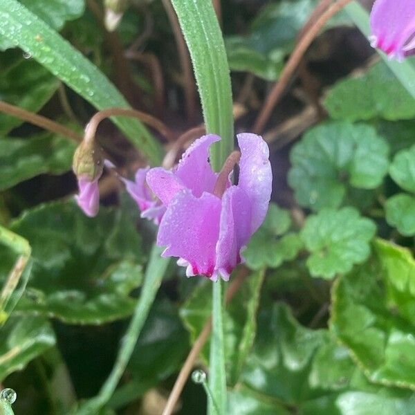 Cyclamen hederifolium Λουλούδι