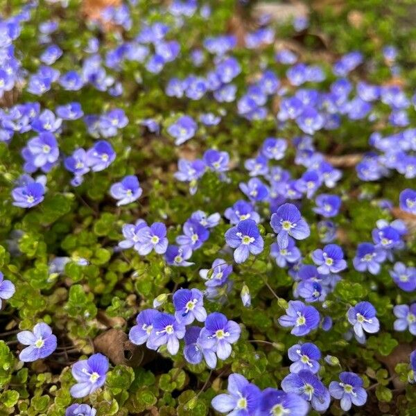 Veronica filiformis फूल