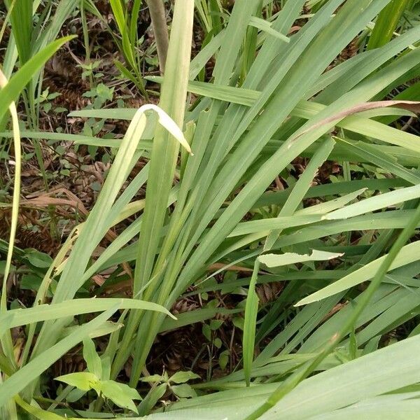 Gladiolus dalenii Leaf